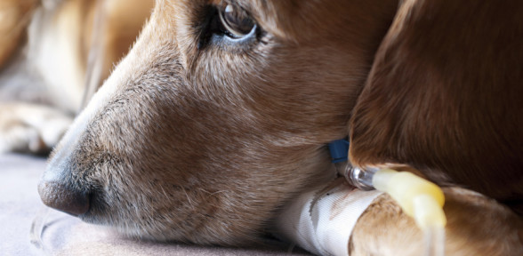 Come riconoscere alcune delle malattie infettive più gravi del cane